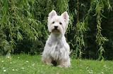 WESTIE 469